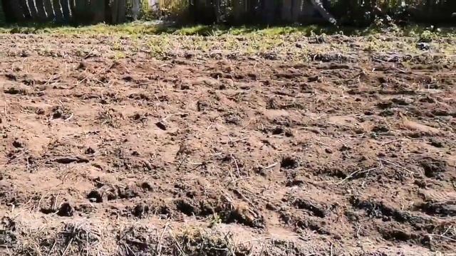 Копаем картошку передним адаптером.