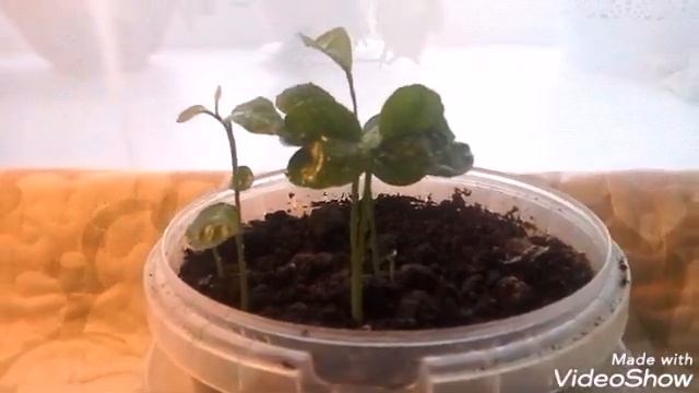Ростки лимона и мандарина. смотреть онлайн
