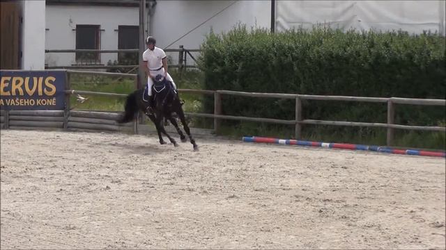 SOLD - Con Carnet - *2012, HOLST stallion, Cormint x Lascadell, www.salesporthorses.com смотреть онлайн