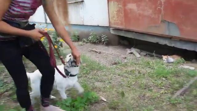 Как отучить собаку реагировать на котов. Один из методов. Отучаем лабрадора гонять и тянуть к котам смотреть онлайн