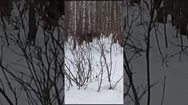 @косуля олени в московской области