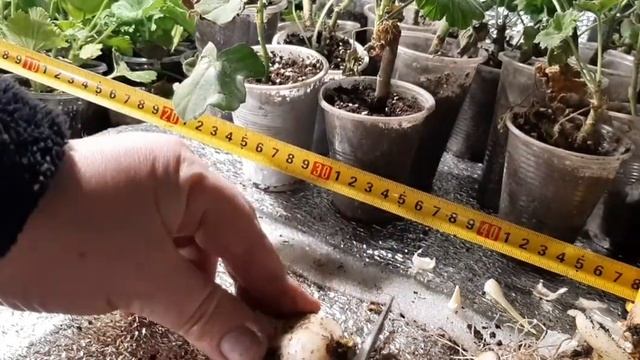 СРЕЗКА ПЕРВЫХ ТЮЛЬПАНОВ  УПАКОВКА ХРАНЕНИЕ!