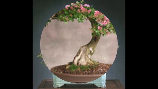 Crepe Myrtle  Bonsai - Lagerstroemia Indica
