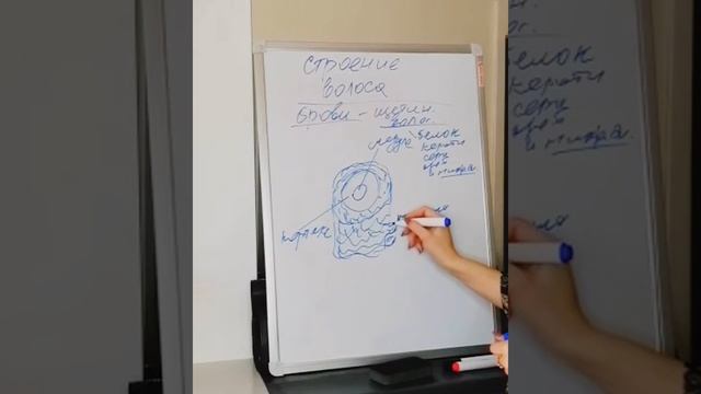 Строение волоса - брови. Обучение бровистов