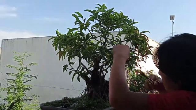 Trimming of Red Balete (Ficus Concinna) Bonsai смотреть онлайн