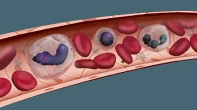 Кровь (Анатомия) смотреть онлайн