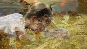 Бог любит малых воробьев. Детские христианские песни. Караоке