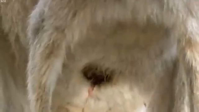 Newborn Baby Grey Kangaroo Attenborough Life of Mammals BBC смотреть онлайн
