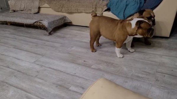 Много, много бульдогов😁