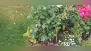 Элегантная роза Мохана.