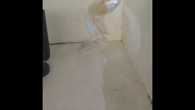 Моллинезия велифера: черная, снежинка и оранж смотреть онлайн