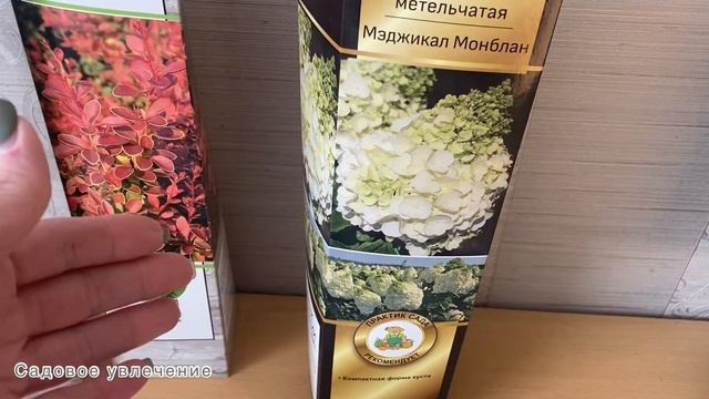 Получила новые растения,спасаю барбарис,как сохранить. смотреть онлайн