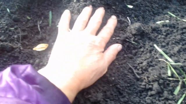 Посадка персиков и абрикосов косточками. 7 октября 2017г. часть 1. смотреть онлайн