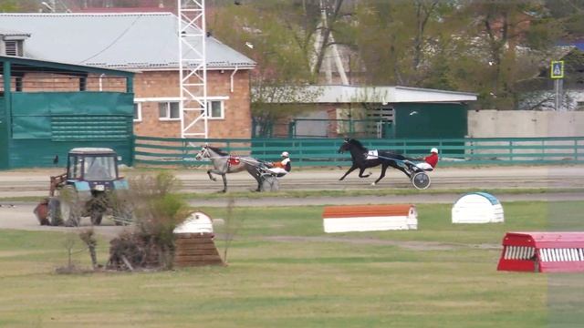 13.05.2023г. Приз Открытия бегового сезона для лошадей 3-х лет Орловской рысистой породы смотреть онлайн