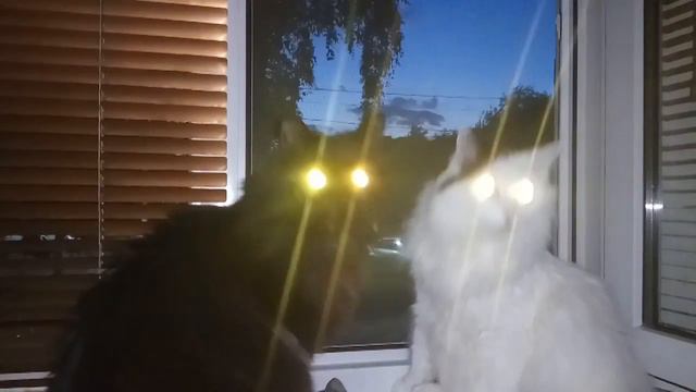Коты на подоконнике со светящимися глазами! "И был вечер!" Шаббат Шалом из Тулы! ✡ שבת שלום, חברים смотреть онлайн