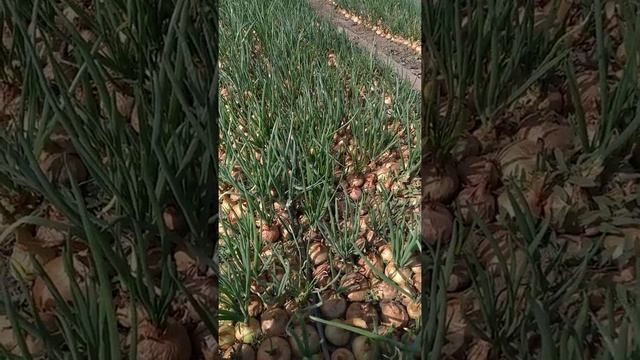 Лук на перо в открытом грунте эксперимент смотреть онлайн