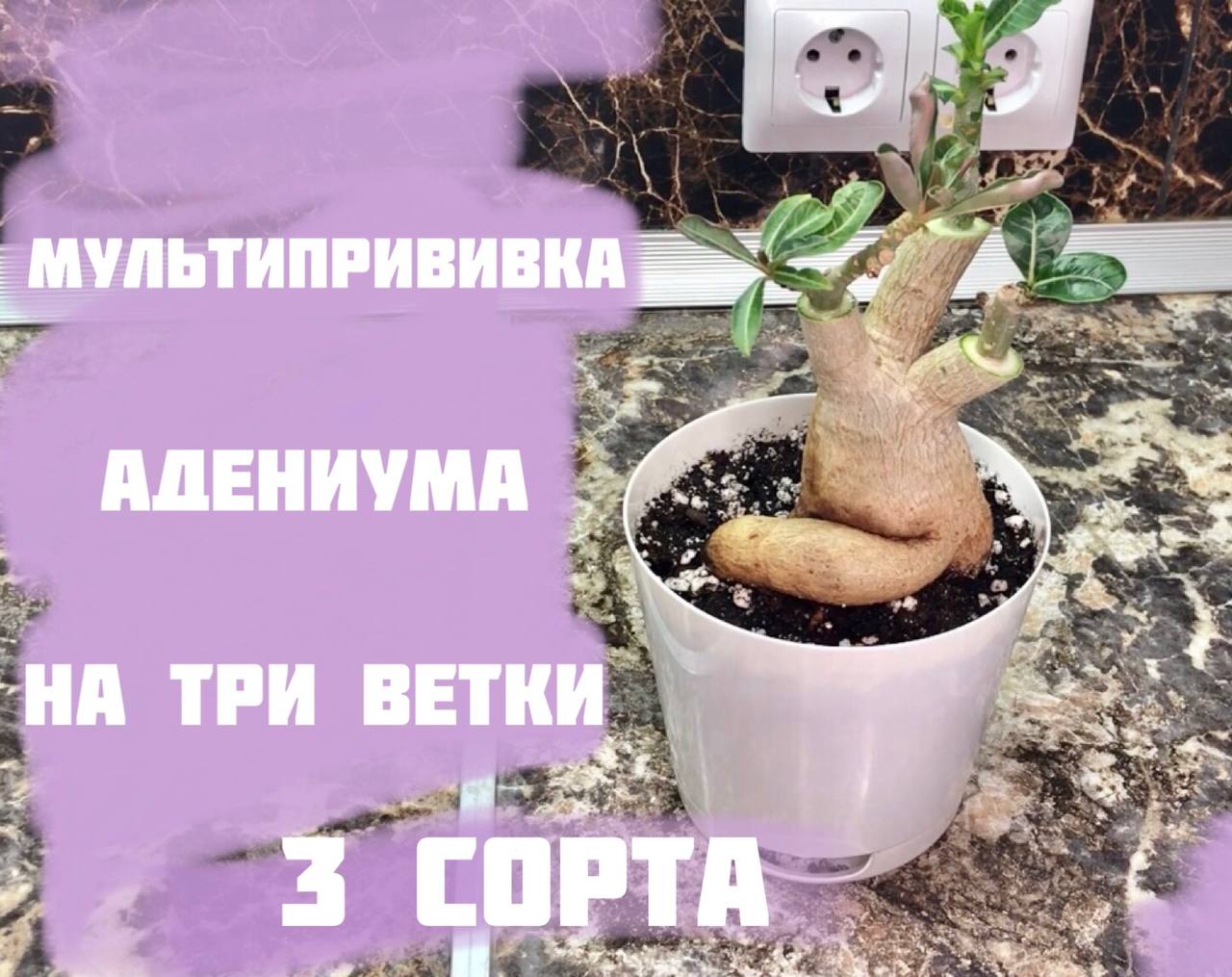 Адениум, Мультипрививка на клей.mp4