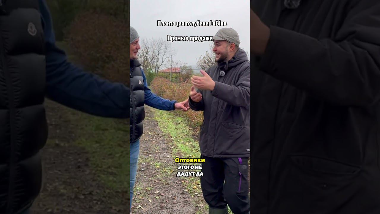 Плантация голубики LuBlue. Прямые продажи. Полное видео на канале. #голубика #плантацияголубики смотреть онлайн
