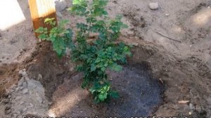 Посадка жимолости весной саженцами