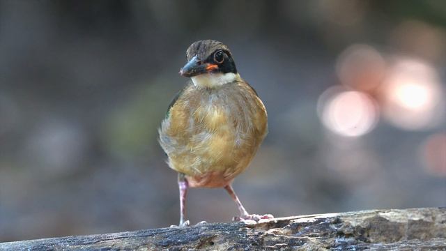 Mangrove Pitta  红树八色鸫