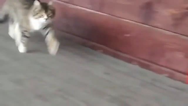 Мне подарили кота Вася на даче. смотреть онлайн