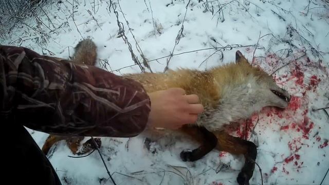 Охота С Гончей!!! Собака И Живая Лиса! Шикарные Выстрелы! смотреть онлайн