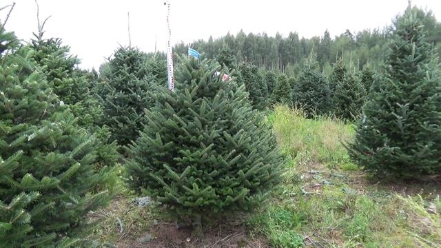 Пихта Фразера (срезанная новогодняя пихта)  22254