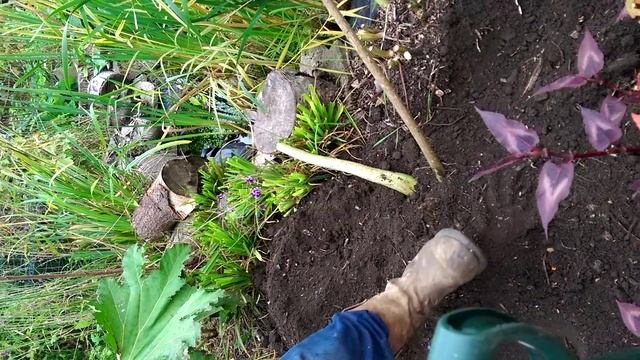 Planting Gunnera Manicata