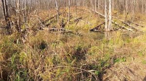 Охота на БОБРА.  Нашли бобровую платину. Осень 2020г.