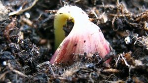 Выращивание Миндаля как бизнес идея