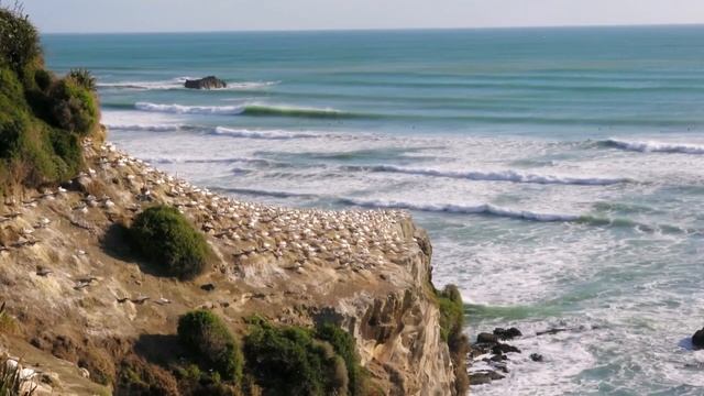 ЧТО МОЖЕТ СЛУЧИТЬСЯ, ЕСЛИ ПТИЦА БЬЁТСЯ ИЛИ ЗАЛЕТЕЛА В ОКНО смотреть онлайн