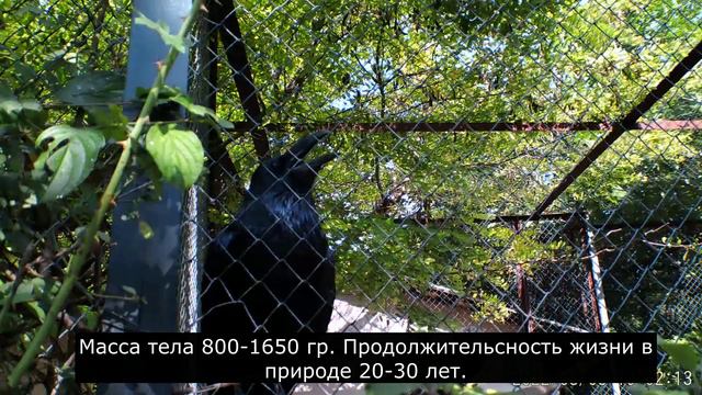 Записки ветврача орнитолога. Страус и ворон. Парк Тайган 2022 смотреть онлайн