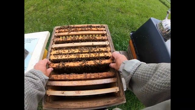 Вывод маток с помощью искуственного РОЯ смотреть онлайн