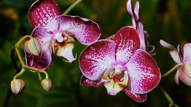 ?Очень красивые цветы со звуками живой природы? смотреть онлайн