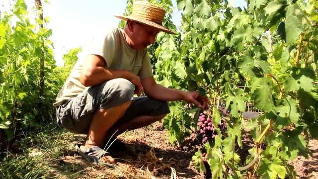 #2 Частина. НОВИНКИ В НАШІЙ КОЛЕКЦІЇ. Когут Іван Романович|Все про виноград. смотреть онлайн