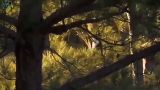 6 РЕАЛЬНЫХ ДИНОЗАВРОВ Снятых На Камеру смотреть онлайн