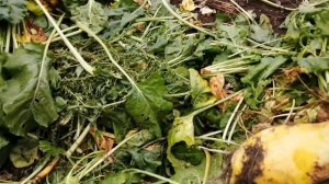 Кормовая свёкла.