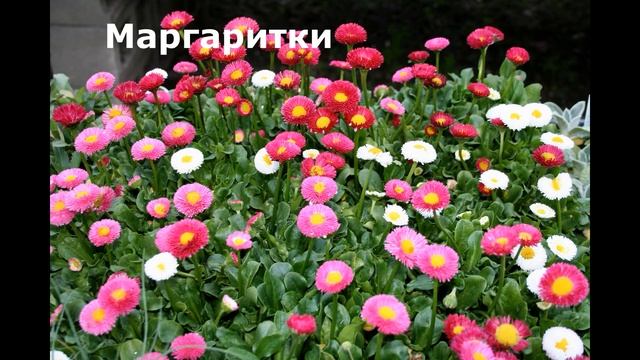 Что посадить под зиму/Подзимний посев смотреть онлайн