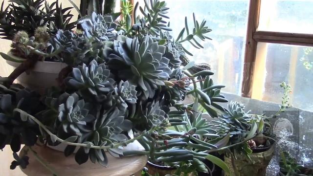 КОГДА ПОЛИВАТЬ РАСТЕНИЯ ПОСЛЕ ПЕРЕСАДКИ. КАКТУСЫ. смотреть онлайн