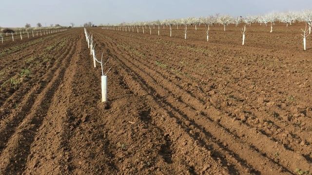 Секреты выращивания персика / peach cultivation secrets смотреть онлайн