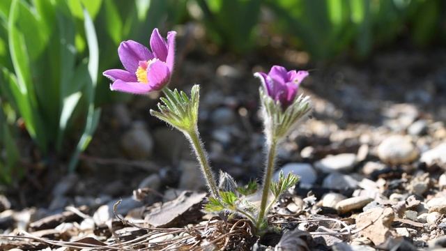 Расслабляющее пение птиц в весеннем лесу в 4K
