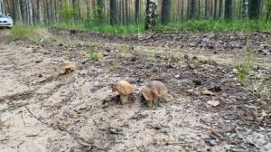 НЕТРОНУТАЯ ЛЕСНАЯ ДОРОГА УСЕЯНА БЕЛЫМИ ГРИБАМИ