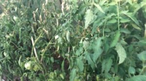 Белокрылка жива!!!! Не покупайте Биотлин!