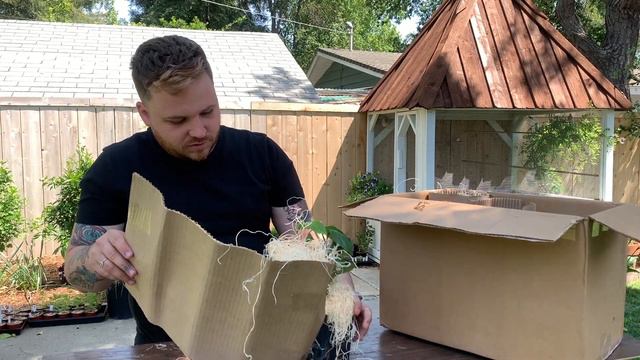 Little Prince Plants unboxing 🐸👑 / смотреть онлайн