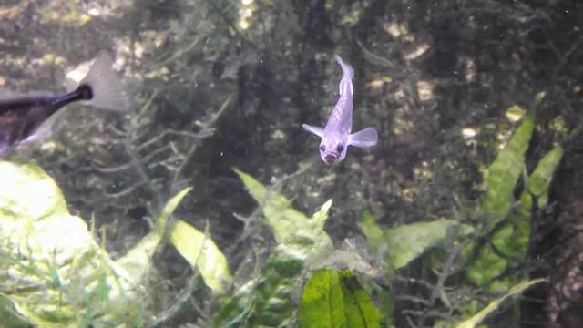 fishes Russia, Девятииглая колюшка Pungitius pungitius, Аквариумная рыбка, океанариум спб смотреть онлайн