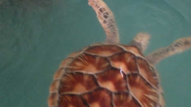 Черепашья ферма. Таиланд. Сафари /часть 1/ смотреть онлайн