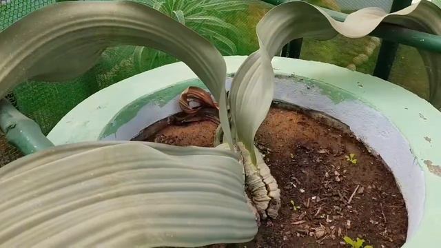 Rare plant video see India's only specimen of Welwitschia mirabilis that survived the Dinosaurs смотреть онлайн