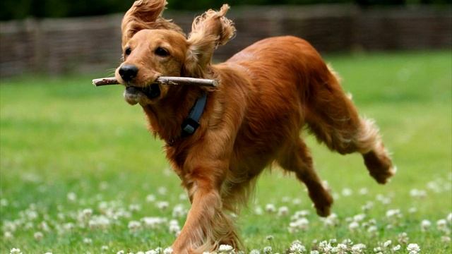 Порода собак. Американский кокер-спаниель.Очень оригинальная собака с большой и густой шерстью смотреть онлайн