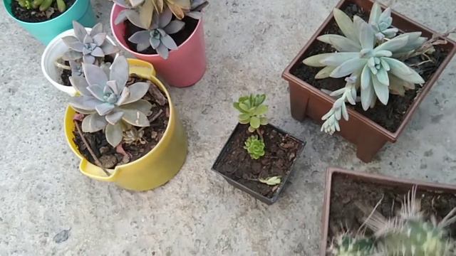 Suculentas muy fáciles de cuidar/ como regar #suculentas смотреть онлайн