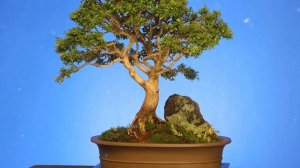 Выращивания бонсай в домашних условиях